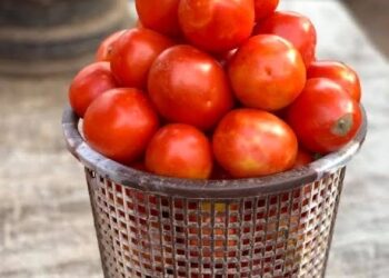 Seasonal Anticipation thrust cost of new tomato basket to N150,000 in Lagos