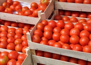 Alternative to fresh tomatoes as ‘Tuta Absoluta’ outbreak, seasonality bites harder