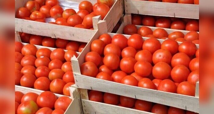 Alternative to fresh tomatoes as ‘Tuta Absoluta’ outbreak, seasonality bites harder