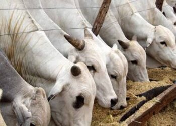 Contentious Bill Seeks to Resolve Farmers-Herders Clashes by Regulating Cattle Ranching