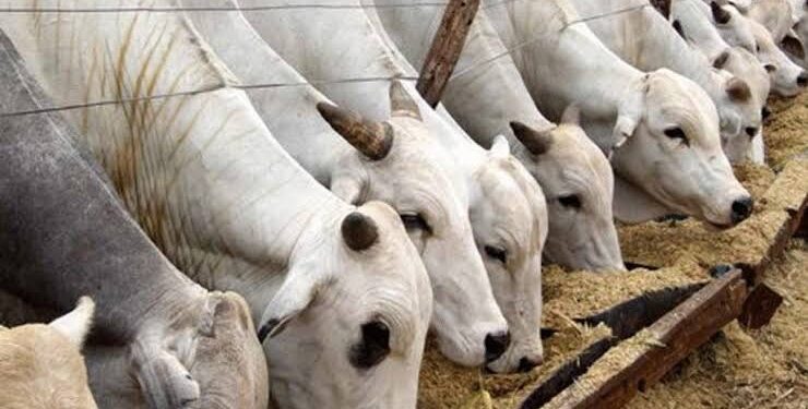 Contentious Bill Seeks to Resolve Farmers-Herders Clashes by Regulating Cattle Ranching