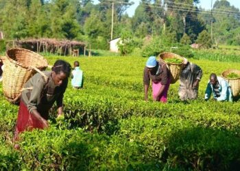 Jigawa’s New Agriculture Policy: A Blueprint for Prosperity