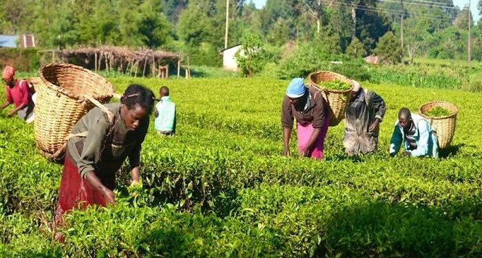 Jigawa’s New Agriculture Policy: A Blueprint for Prosperity