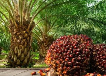 Nigeria Consumes 3 Million Tonnes of Palm Oil Annually, Production Falls Short