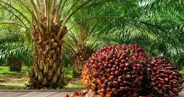 Nigeria Consumes 3 Million Tonnes of Palm Oil Annually, Production Falls Short