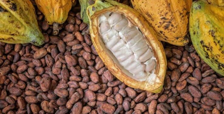 Nigeria’s Cocoa Processing Industry Operates at Only 8% Capacity Amid Economic Struggles
