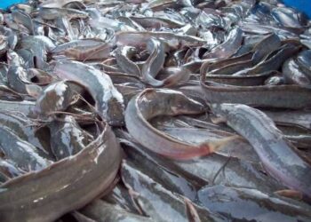 Crisis Hits Nigerian Fish Farmers Amid Rising Feed Cost