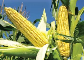Maize and Soya Beans Price Surges Threaten Poultry Sustainability