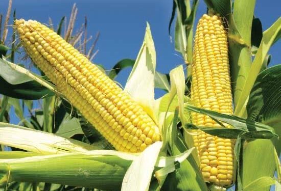 Maize and Soya Beans Price Surges Threaten Poultry Sustainability