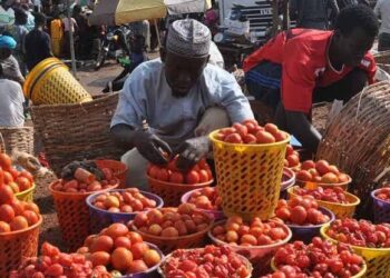 Economic Strain: Nigerians Opt for Cheaper Veggies Over Expensive Tomatoes