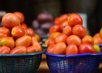 Nigerians Anticipate Relief as Tomato Prices Expected to Drop