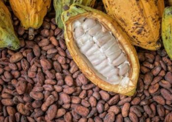Cocoa Industry Boom, Exports Skyrocket by 304% in Q1 2024