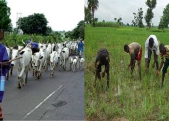 Farmers and Herders Clash in Adamawa Leaves 8 Dead