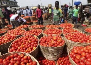 Tomato Prices Fall by 55% in Lagos and Abuja Market