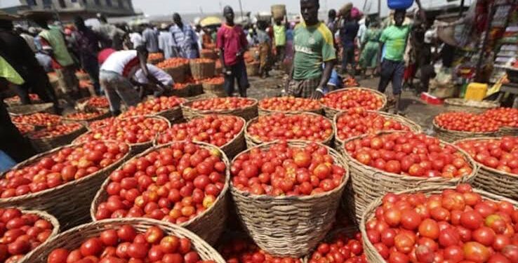 Tomato Prices Fall by 55% in Lagos and Abuja Market