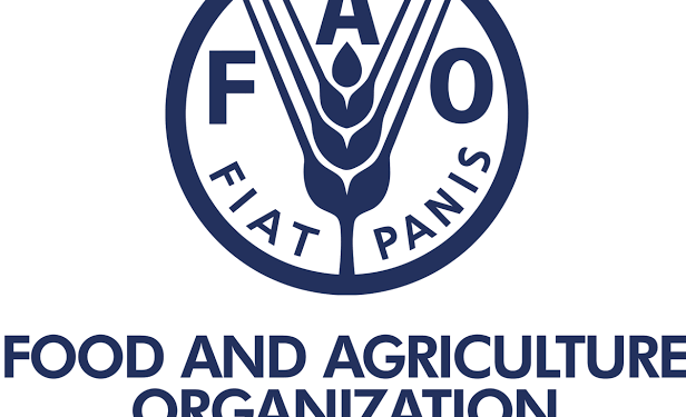 Coconut Price Hike: Demand for Fruit Skyrockets as Health-Conscious Nigerians Drive Market Surge