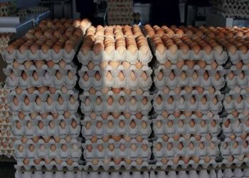 Hyperinflation: Families Turn to Cheaper Protein Sources as Meat, Egg Prices Skyrocket Across Nigeria