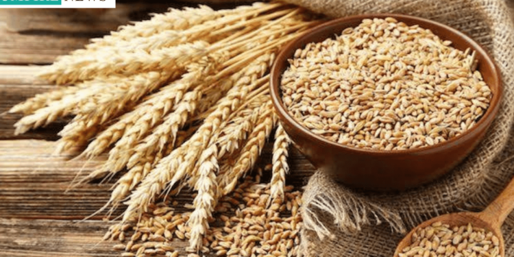 FG Launches Wheat Subsidy to Boost Food Security and Agricultural Growth