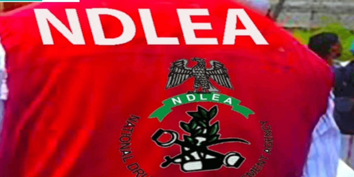 NDLEA Bauchi Command Arrests 415, Seizes 1.2 Tonnes of Drugs in 2024
