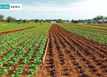 Farmers Flee Farmlands as Insecurity Derails Nigeria’s Agricultural Goals