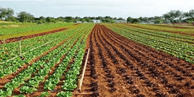 Farmers Flee Farmlands as Insecurity Derails Nigeria’s Agricultural Goals