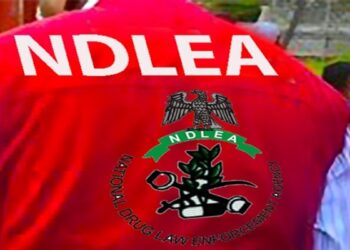NDLEA intercepts three vehicles with 3,047kg skunk in Niger state 