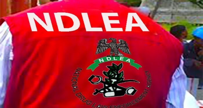NDLEA intercepts three vehicles with 3,047kg skunk in Niger state 