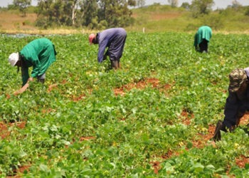 Farmers in South-South region bemoan lack of government support