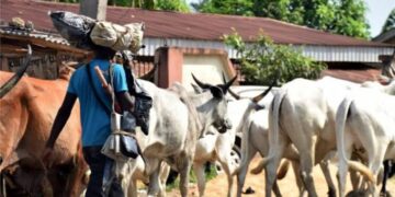 Herders influx in Benue communities spreads fear over security concern